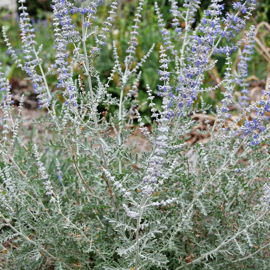 Russian Sage