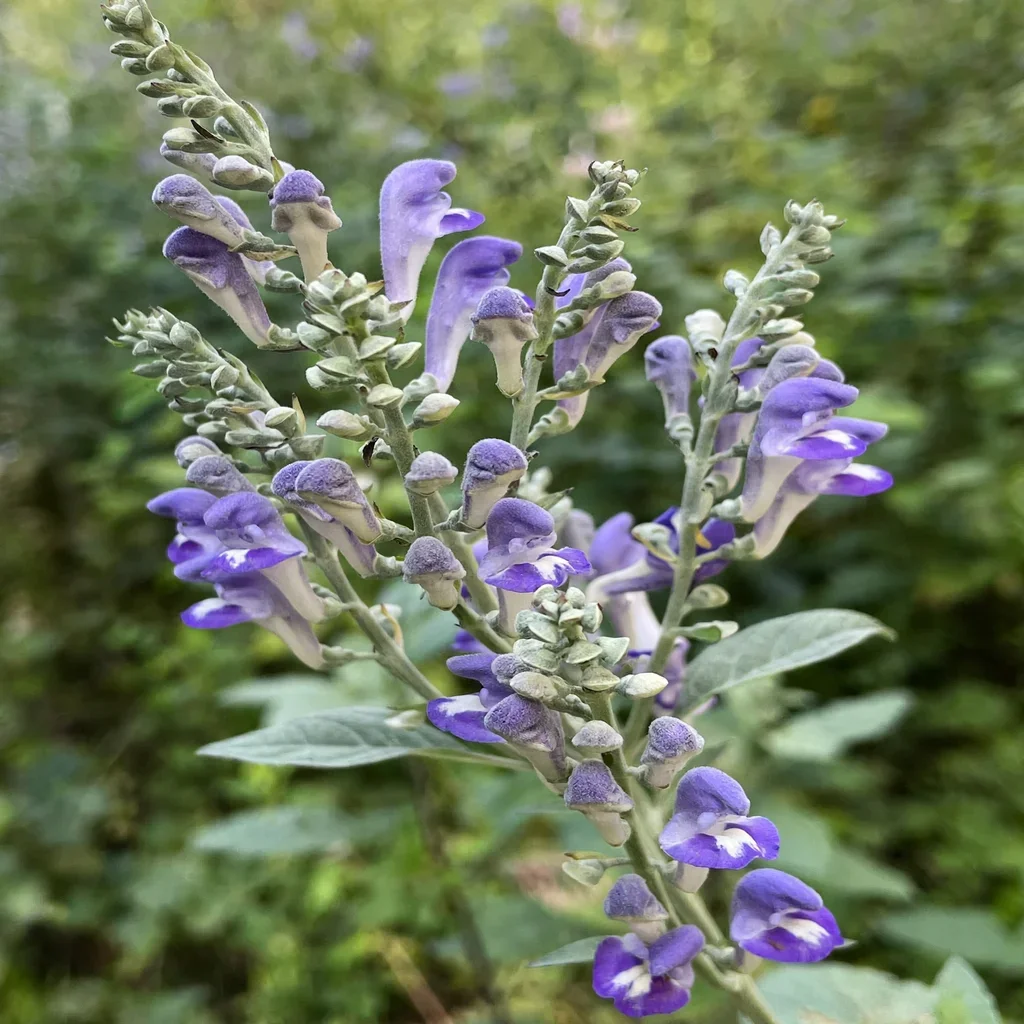 Hoary Skullcap