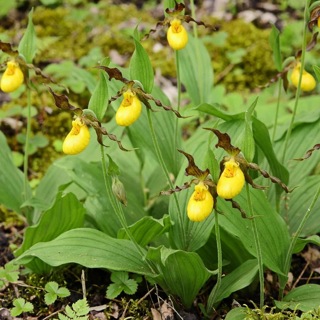 Small Yellow Lady's Slipper