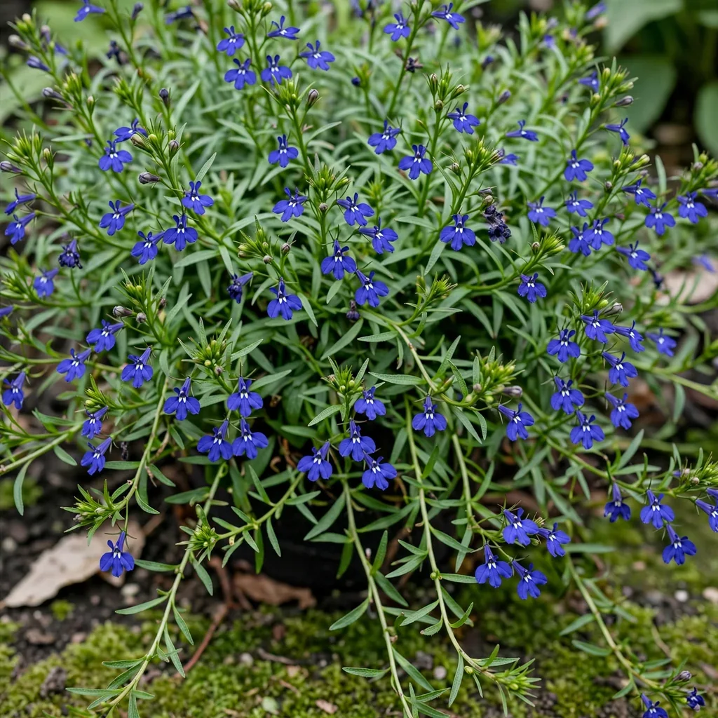 Laguna Dark Blue Lobelia