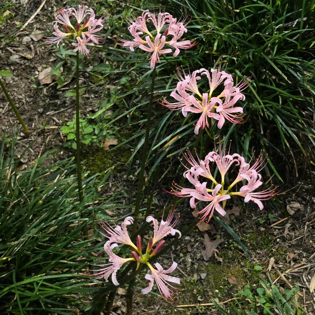 Glenn Dale Peacock Surprise Lily