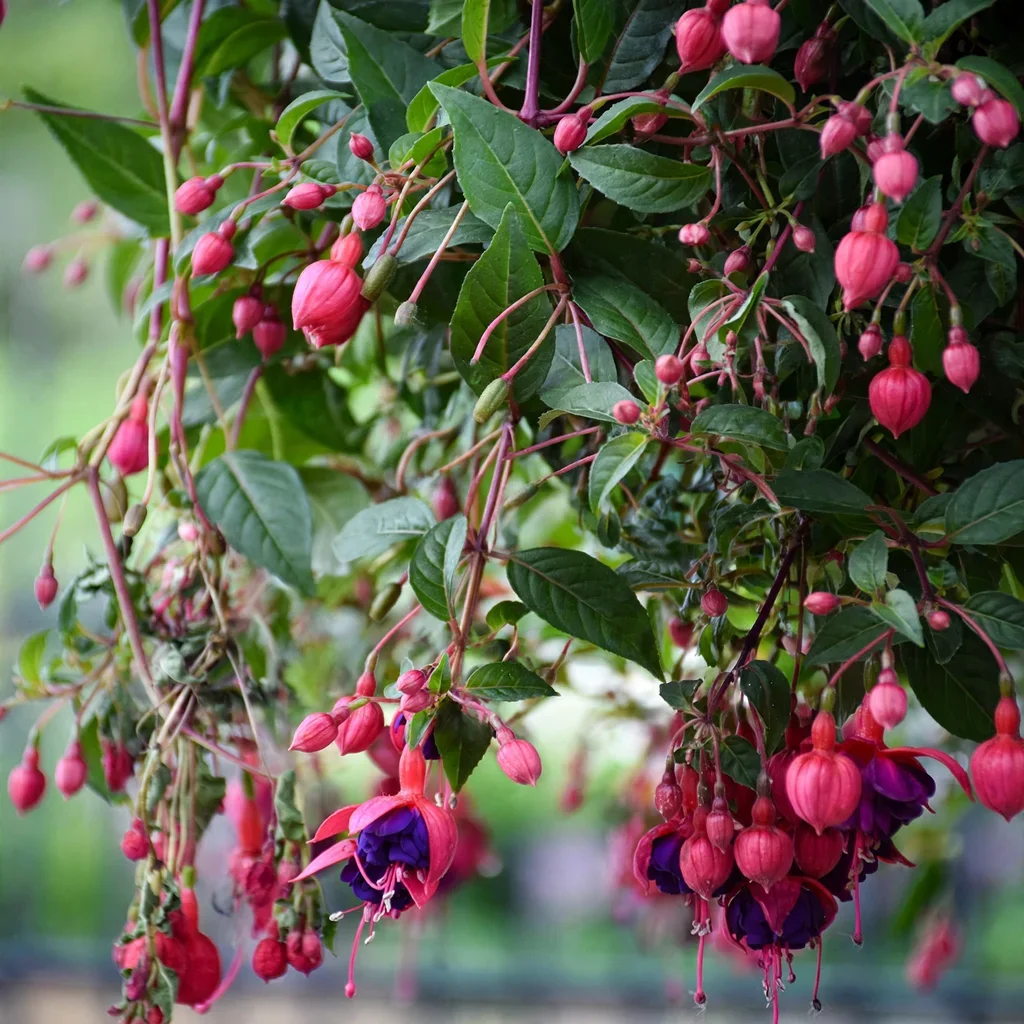 Dollar Princess Fuchsia