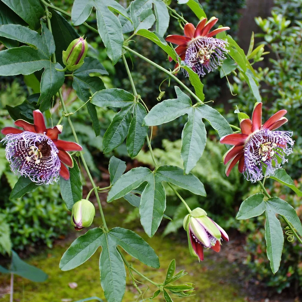 Mission Dolores Passion Flower