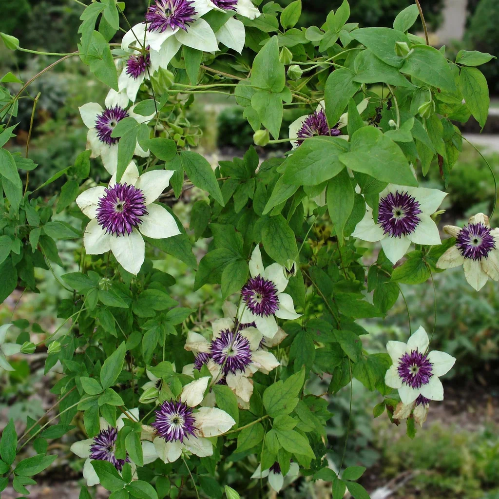 Florida Clematis