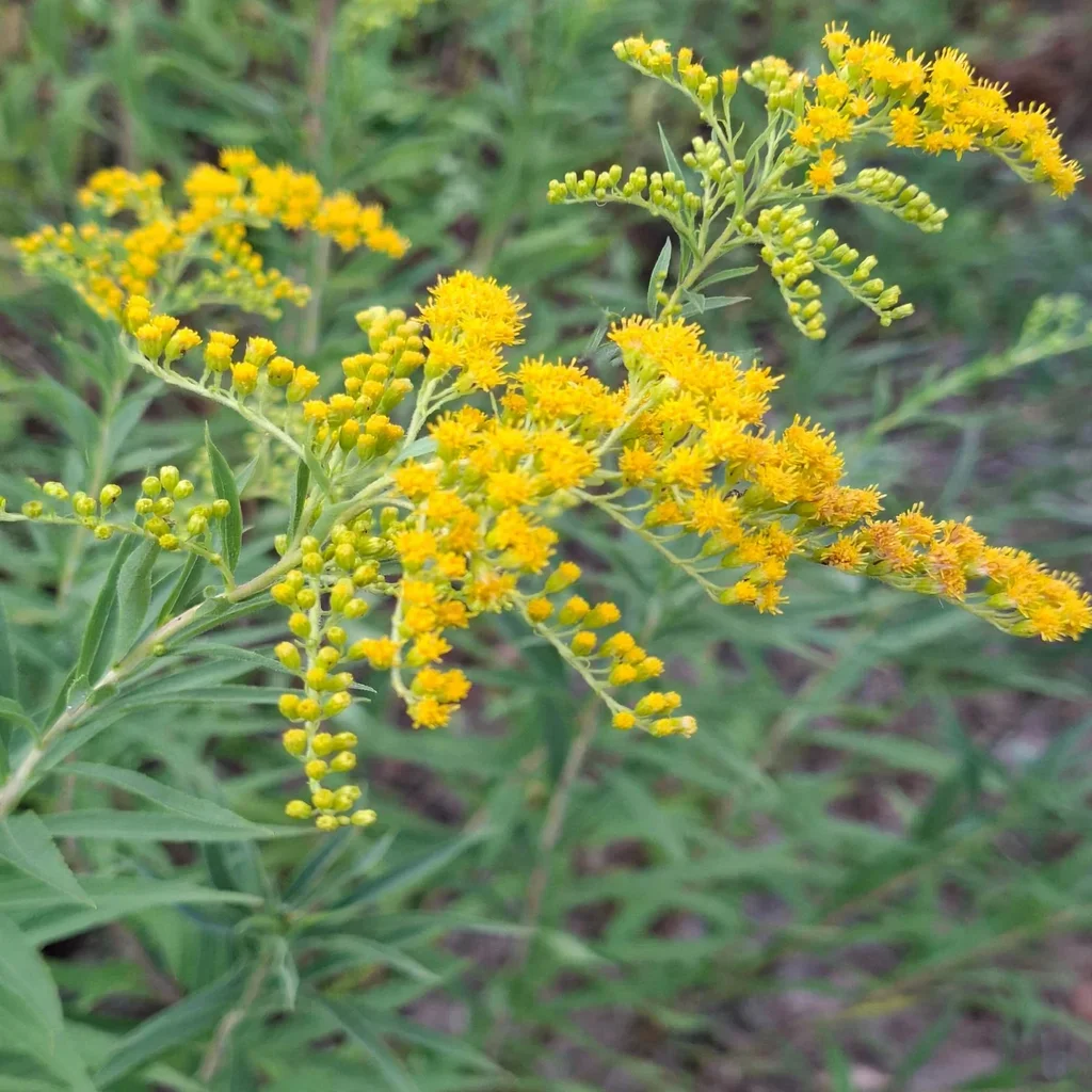 Drummond's Goldenrod