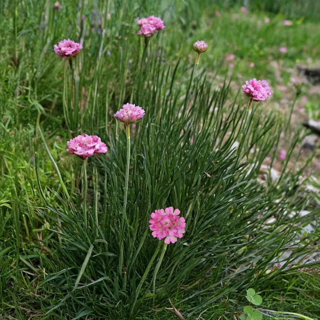 Sea Thrift