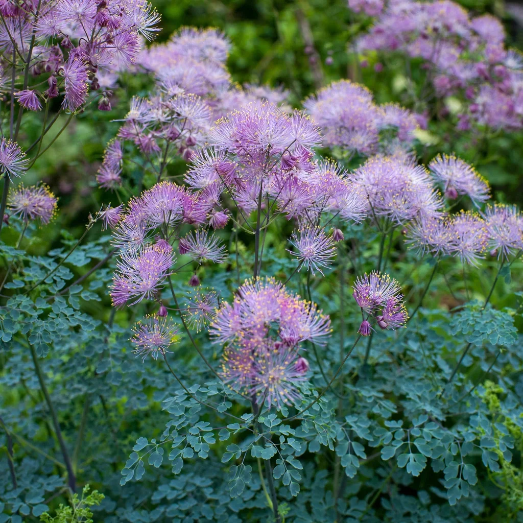 Korean Form Lavender Mist Meadow Rue
