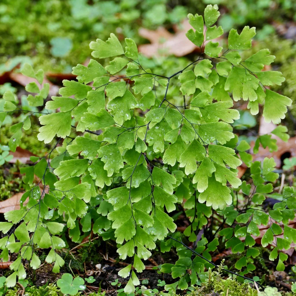 Alabama Lace Southern Maidenhair Fern