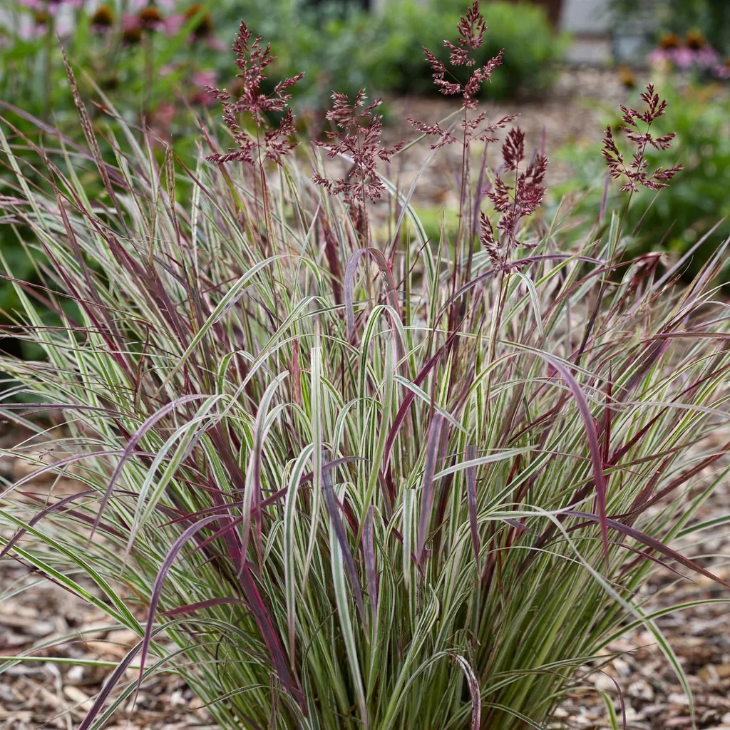 Chameleon Little Bluestem
