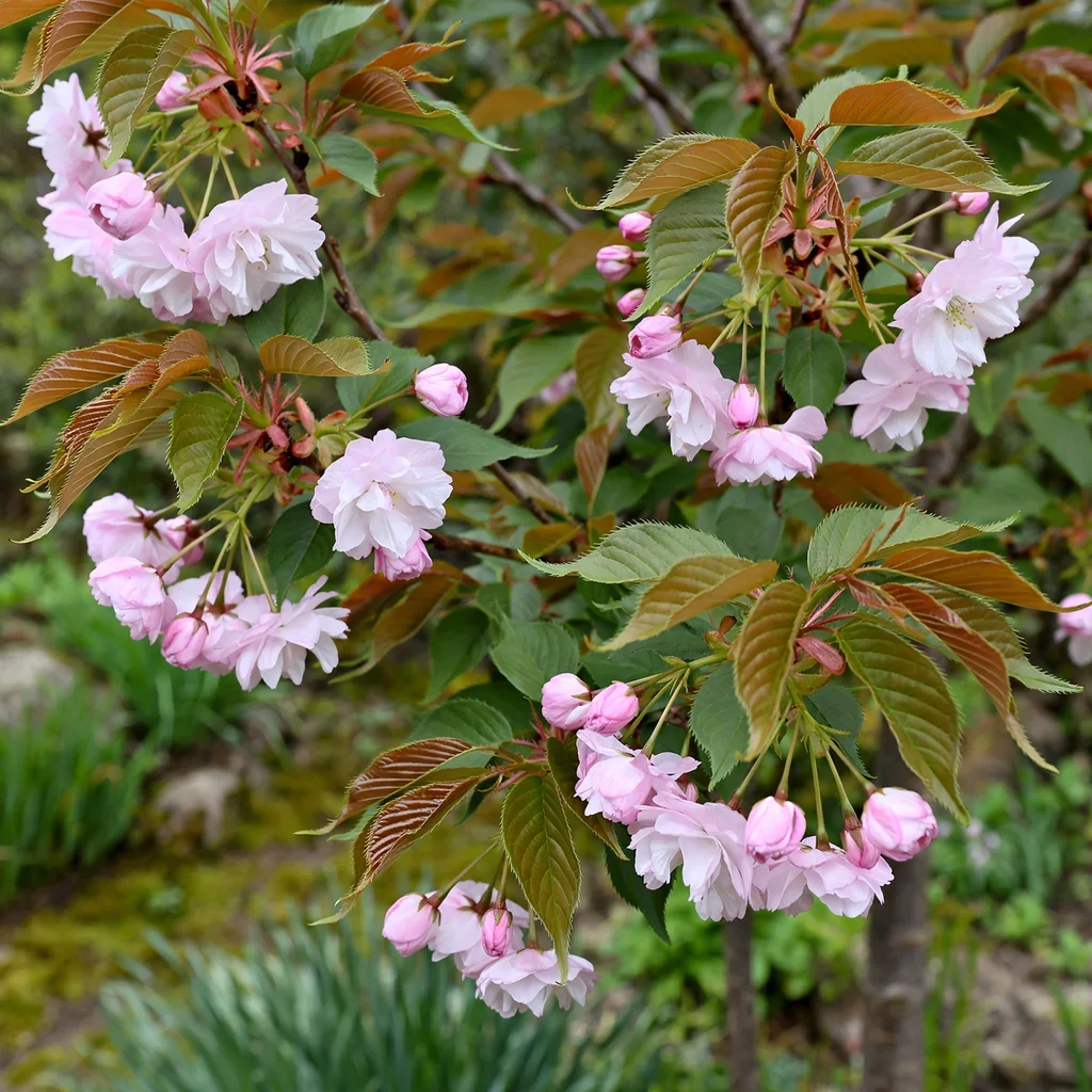 Shirofugen Cherry