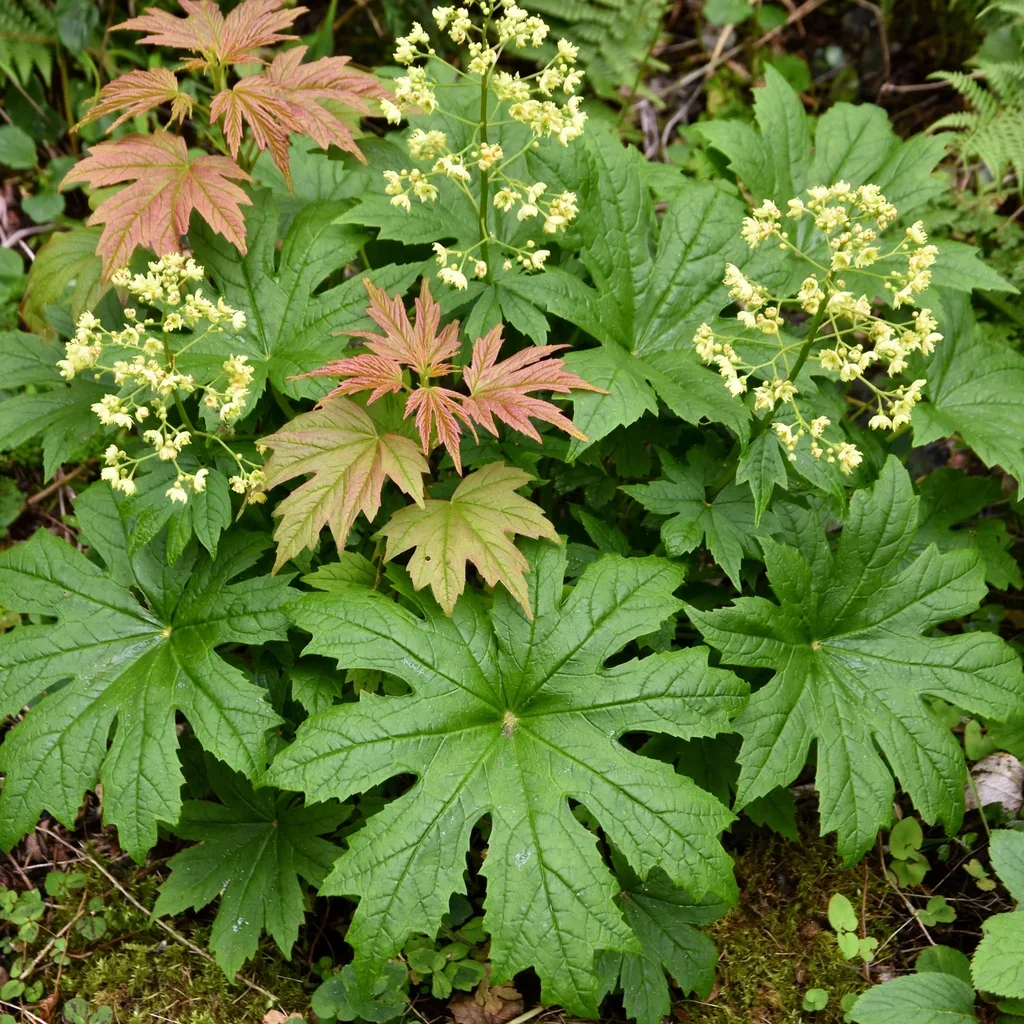 Watanabe's Peltoboykinia