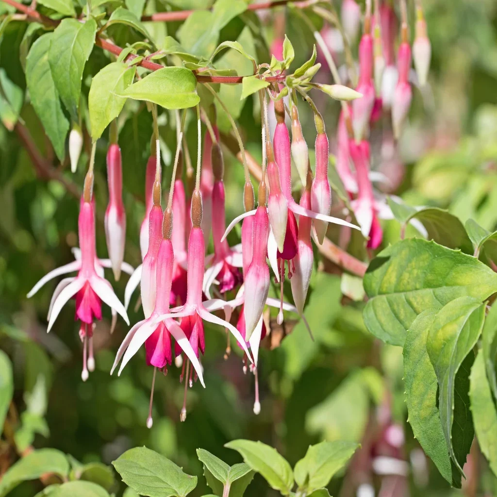 Galfrey Lye Fuchsia