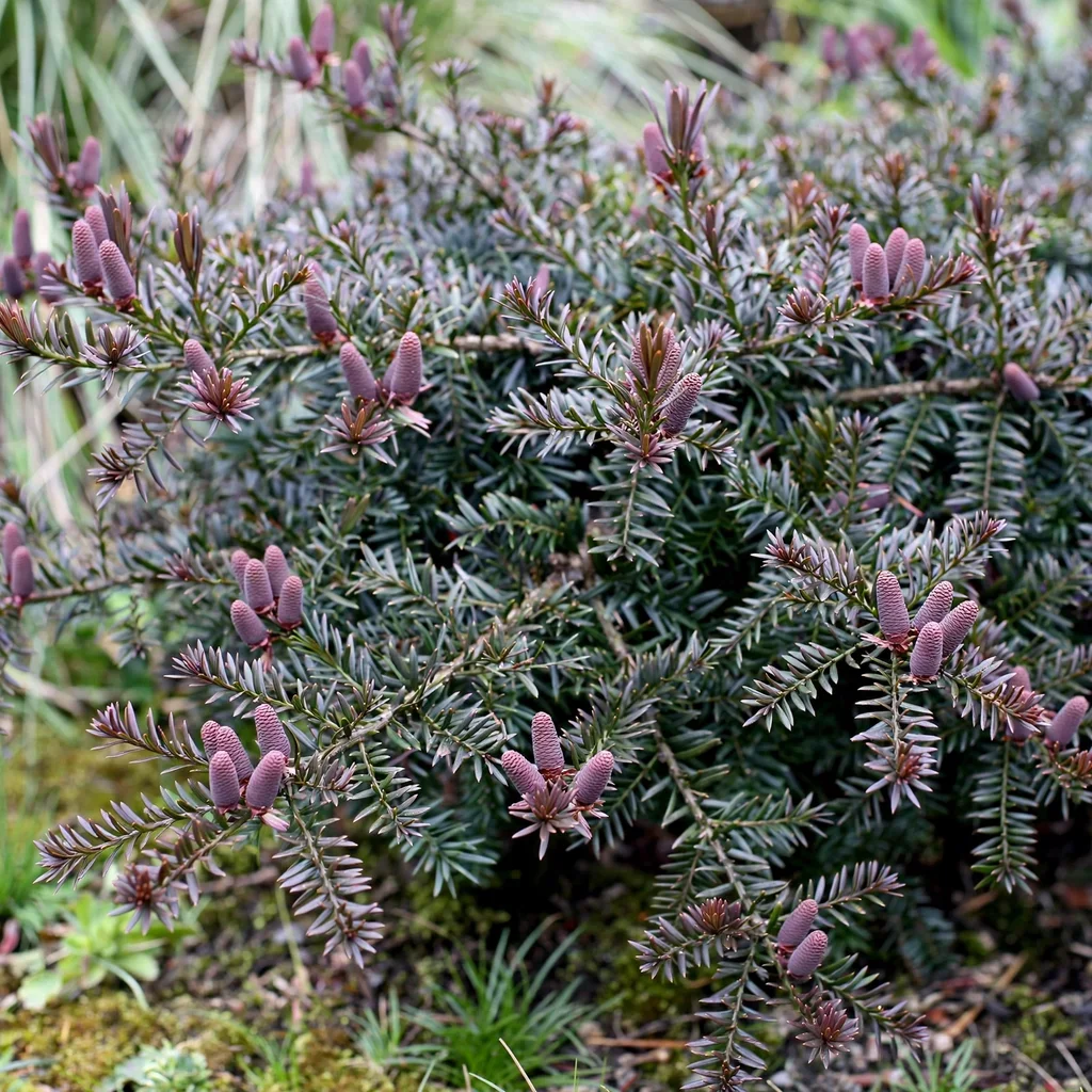 Mountain Plum-pine
