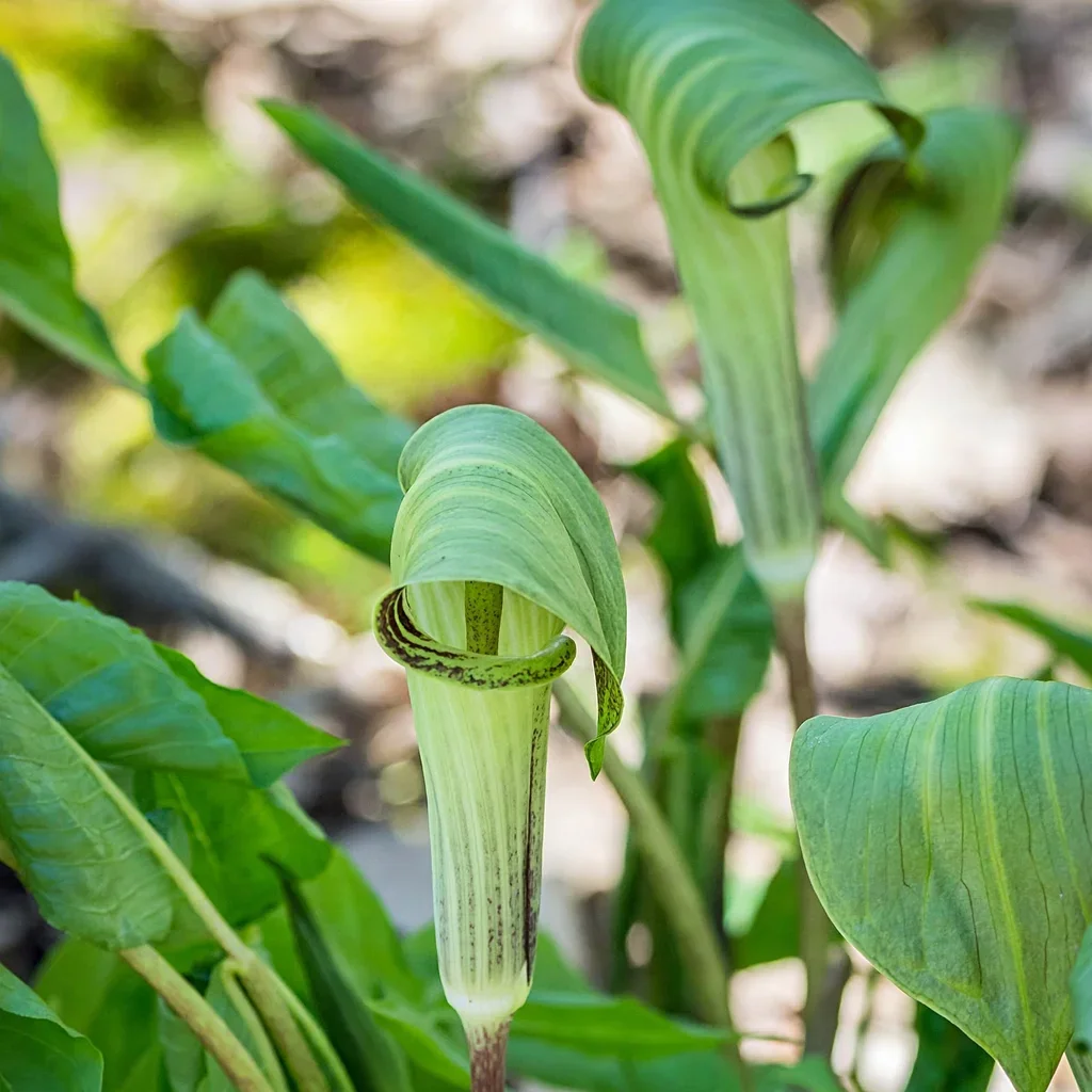 Jack-in-the-pulpit