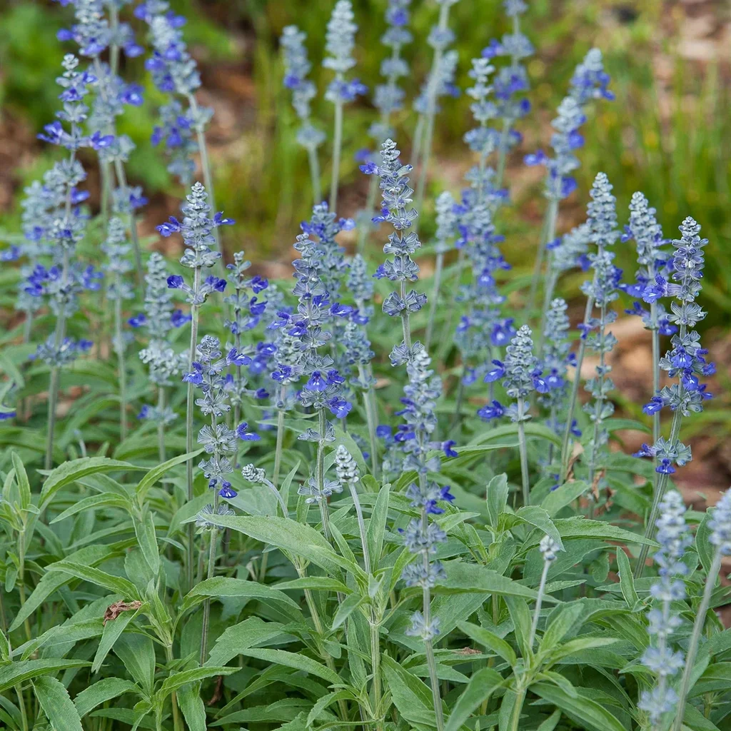 Mealycup Sage