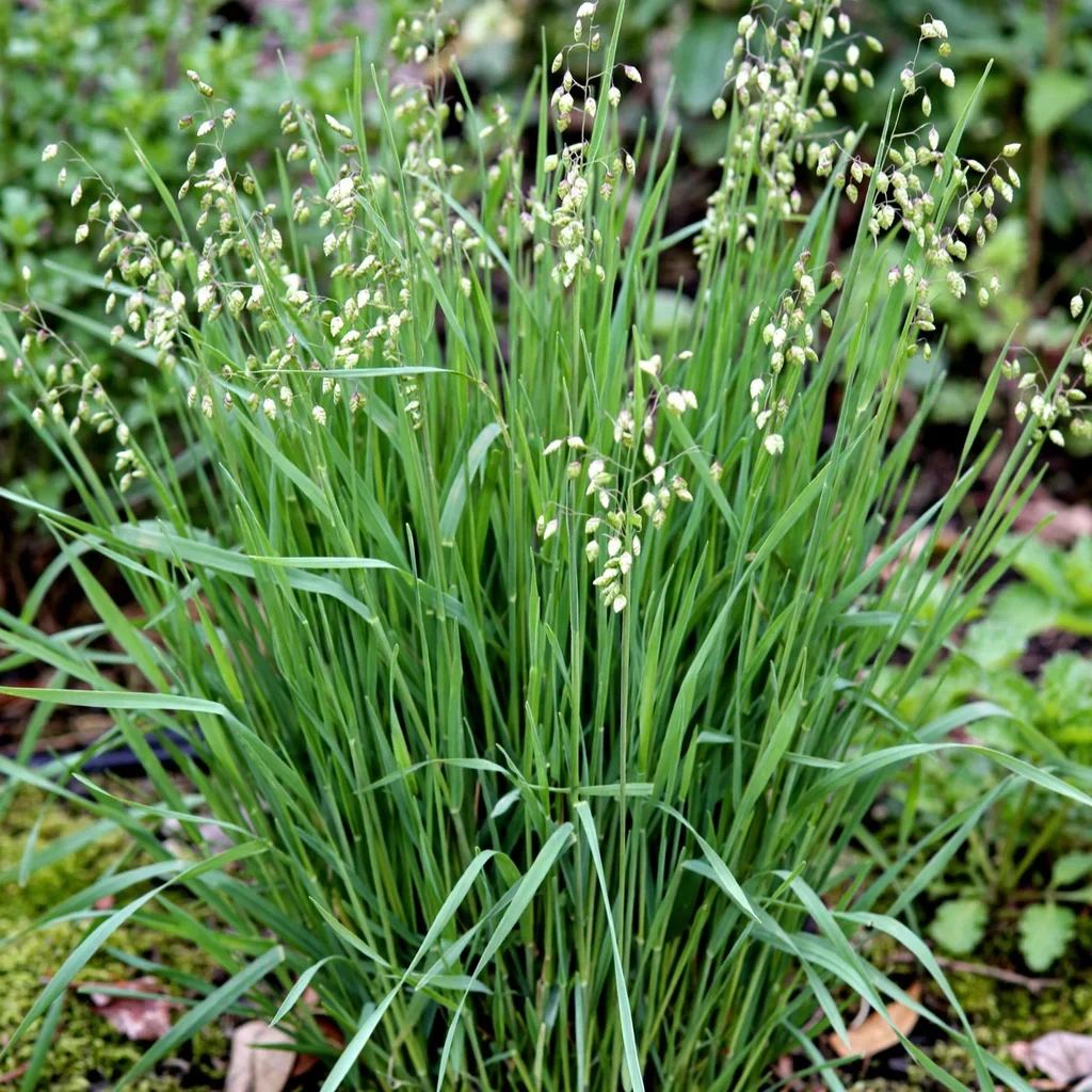 Quaking Grass