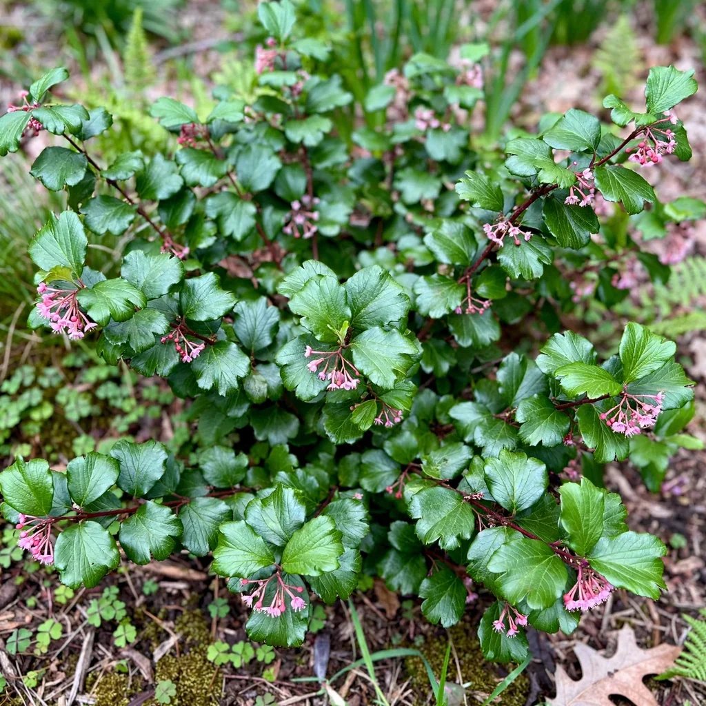 Evergreen Currant