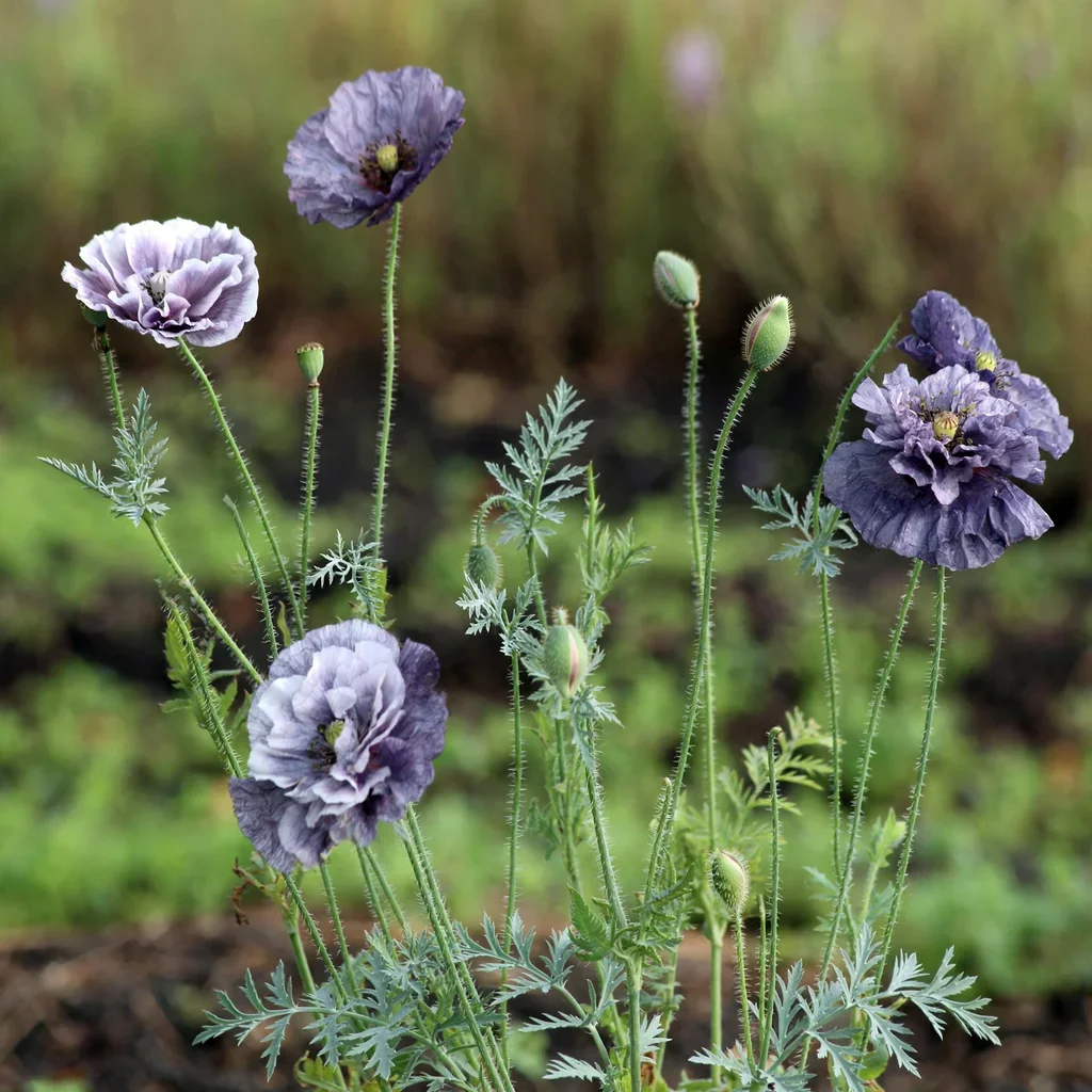 Amazing Grey Corn Poppy