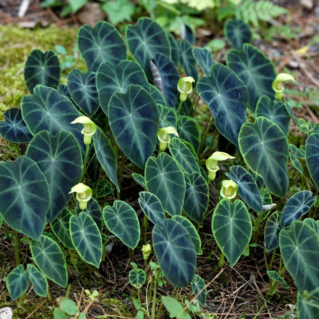 Hitchhiker Elephant Ear