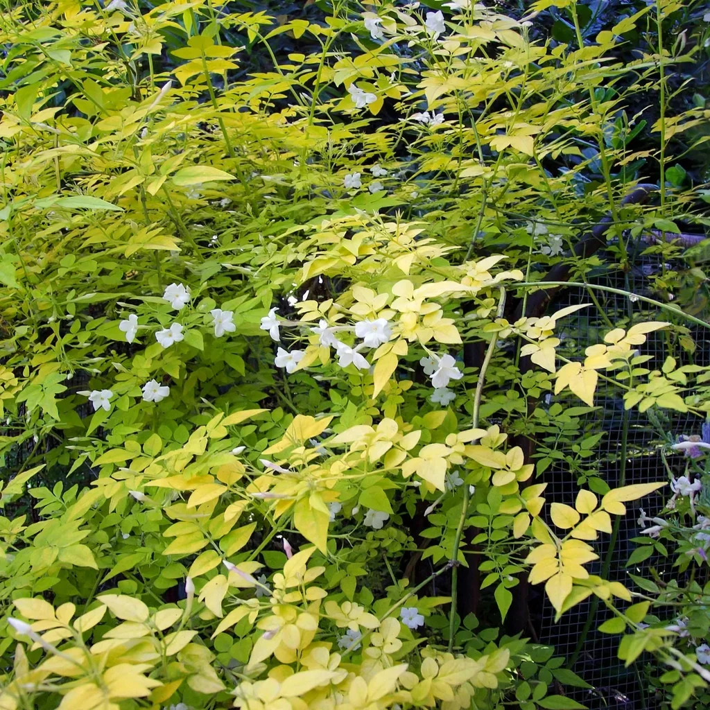 Fiona Sunrise Common Jasmine