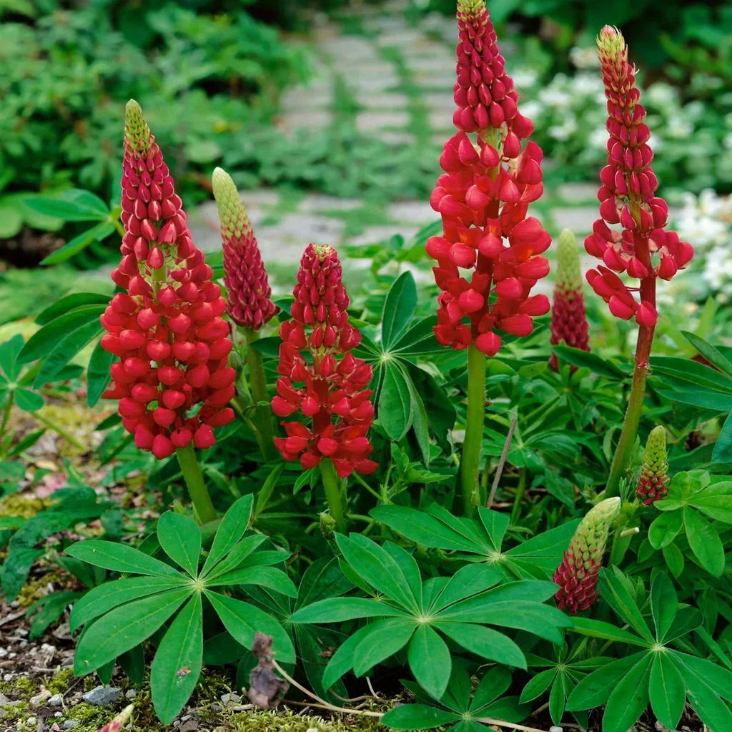 Red Lupine