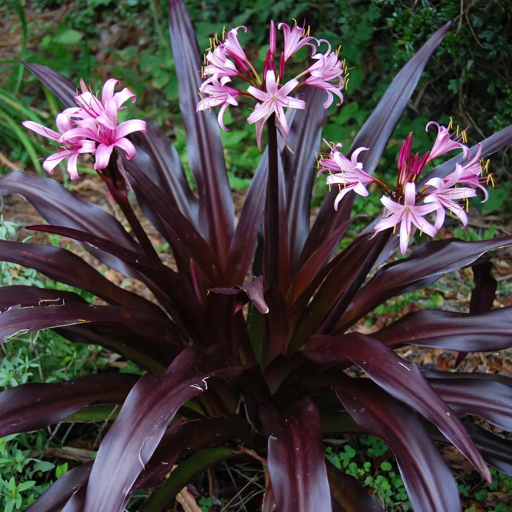 Sangria Crinum Lily