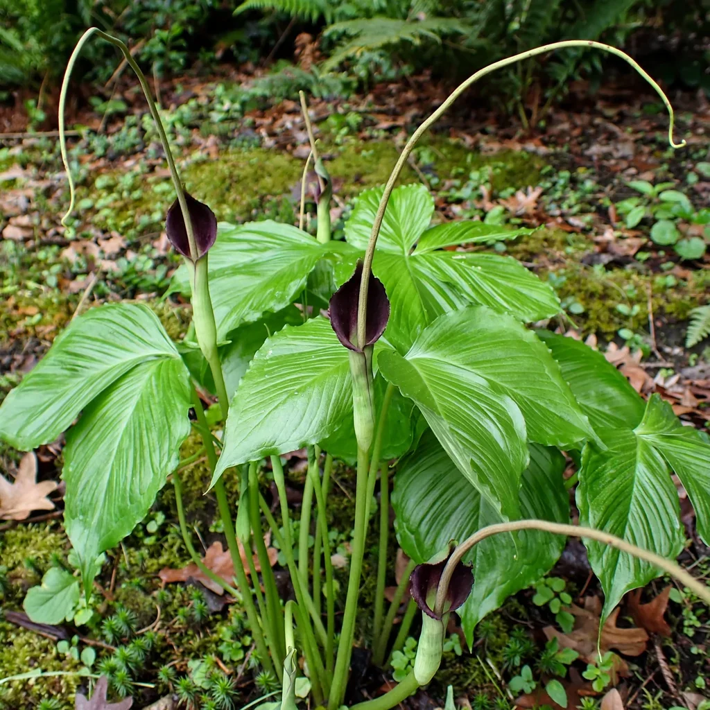 Atropurpurea Green Dragon