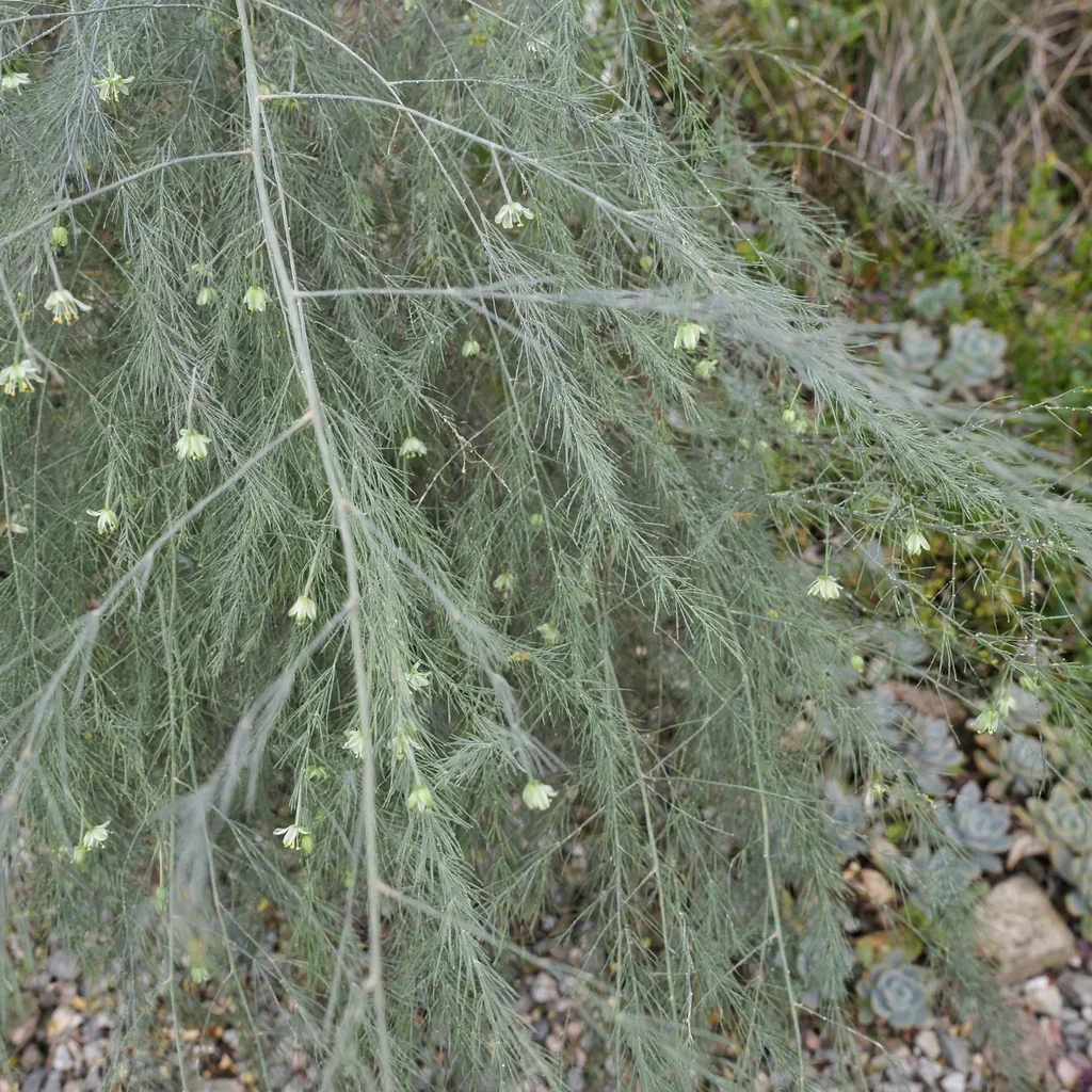 Tree Fern Asparagus