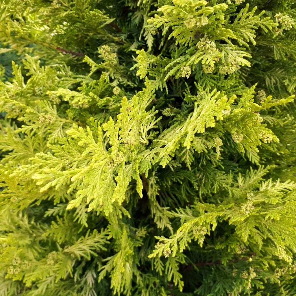 Oriental Arborvitae