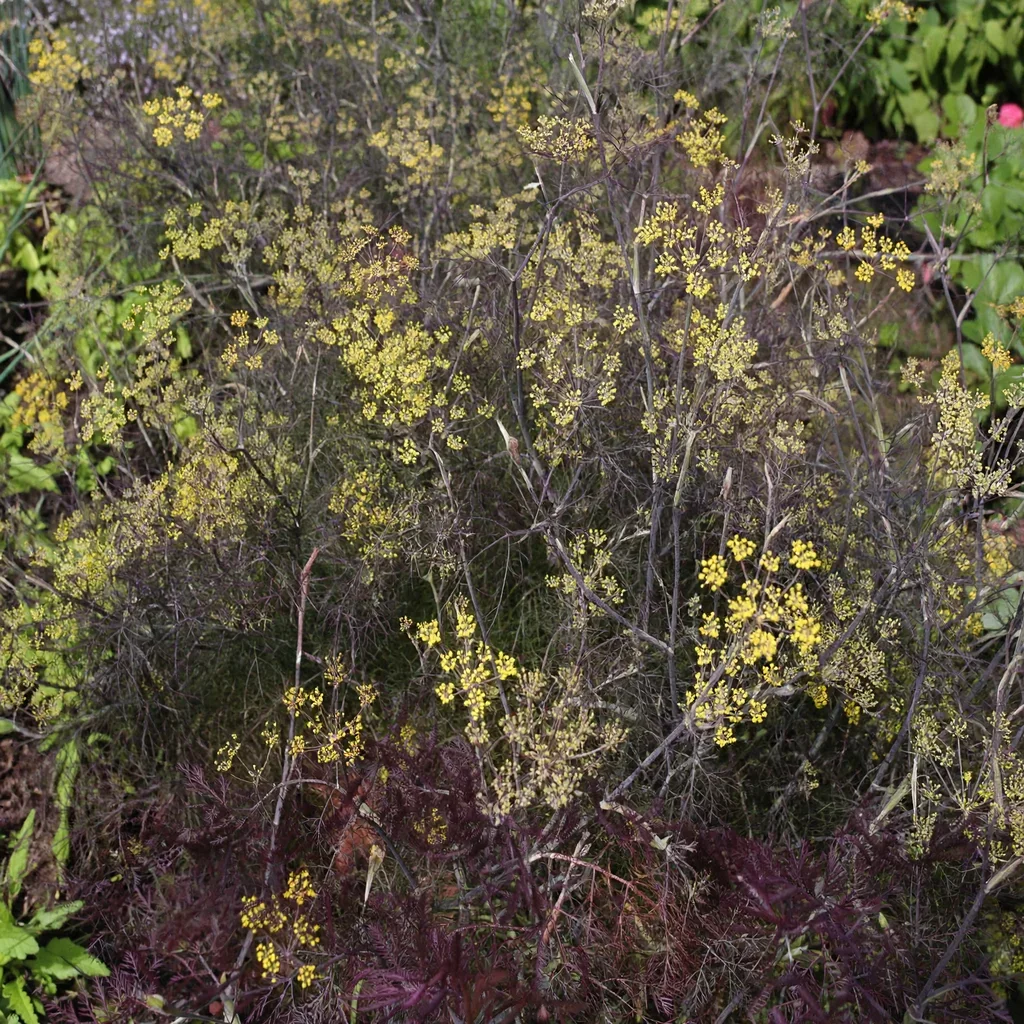 Consanguineum Bronze Fennel