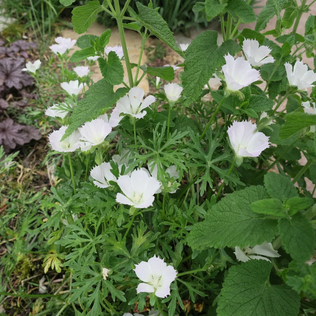 Pale Poppy Mallow