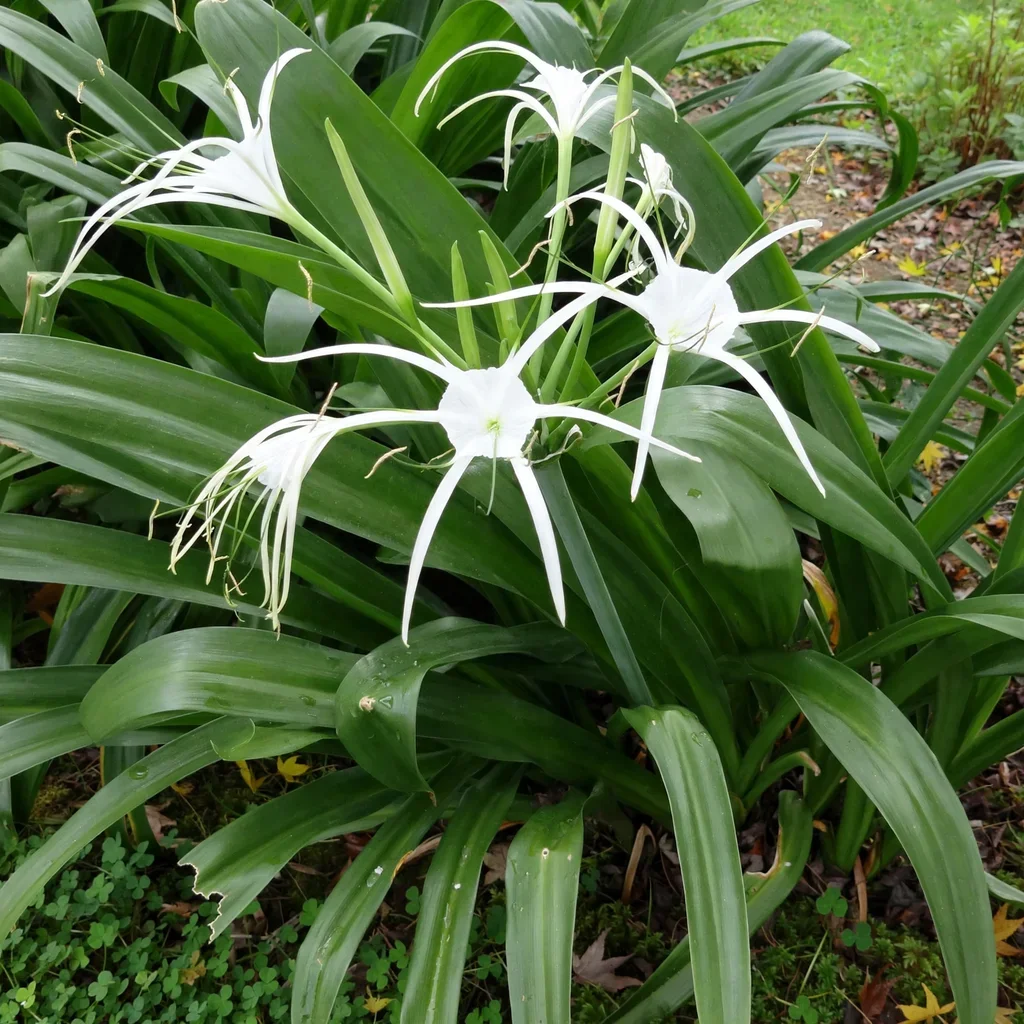 Eulalie's Spider Lily