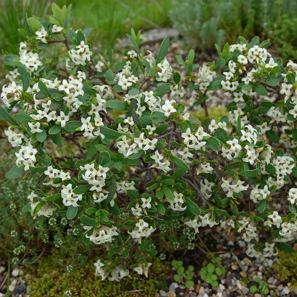 Sea Daphne
