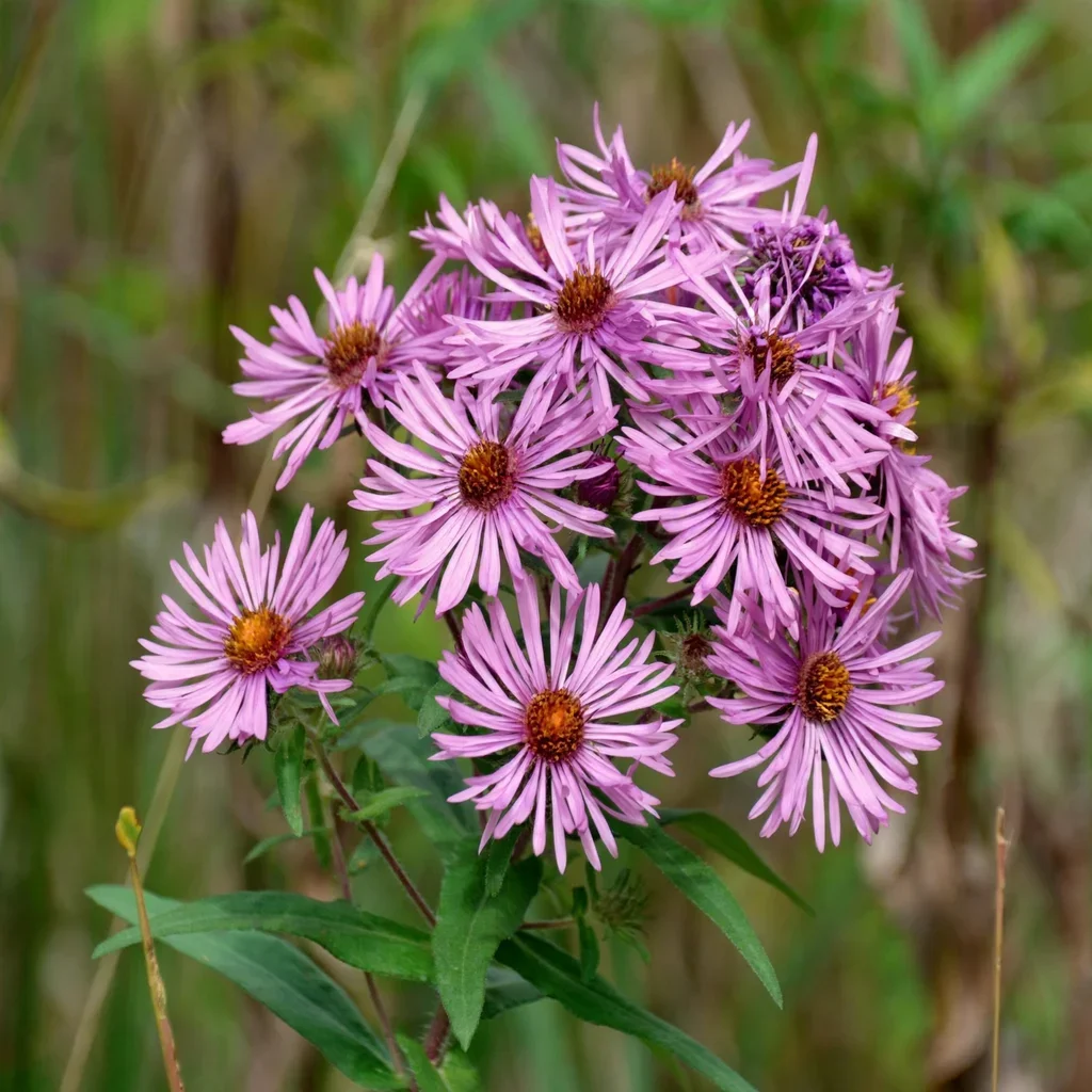 Lou Williams New England Aster