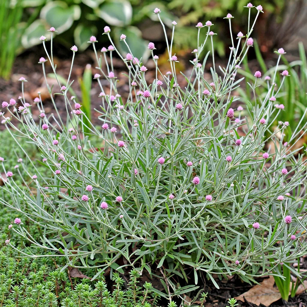 Prostrate Globe Amaranth