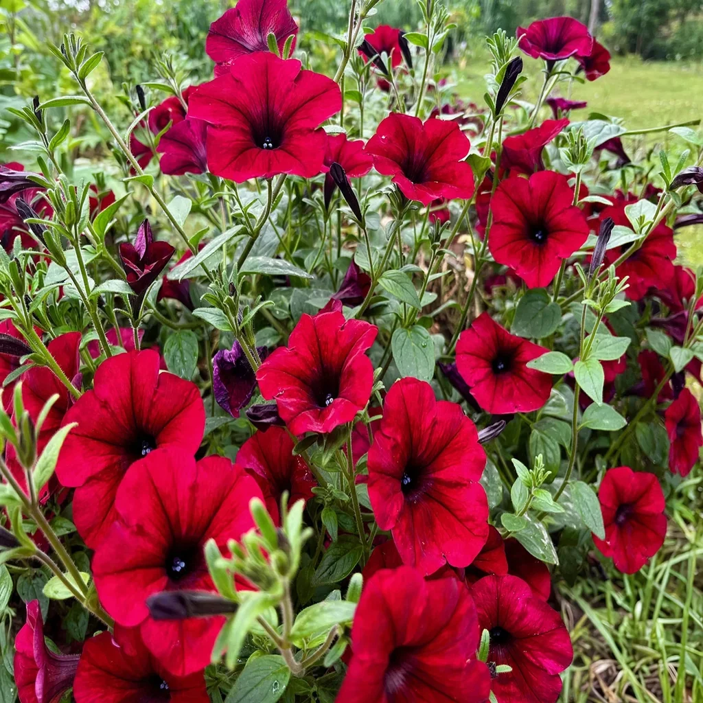 Deep Red Petunia