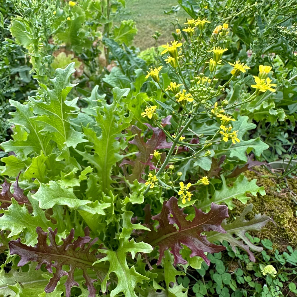Lettuce Mix