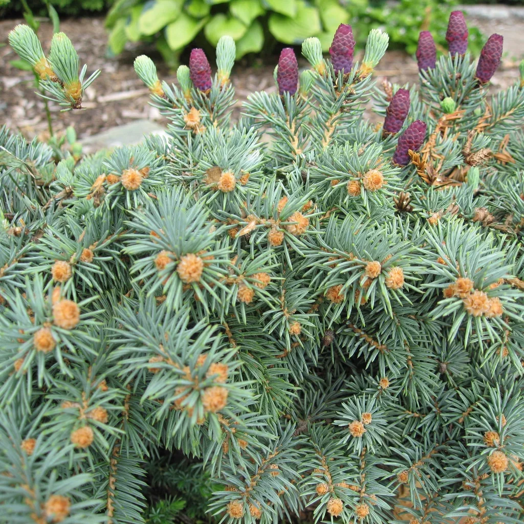 Colorado Spruce