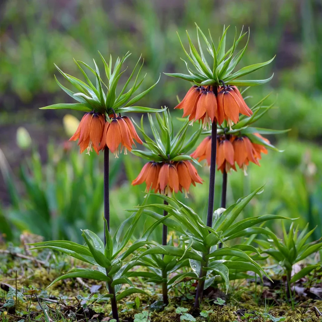 Crown Imperial
