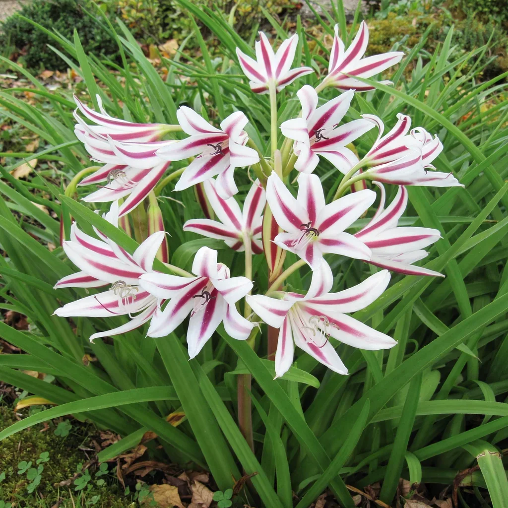Pecan Tree Inn Crinum Lily