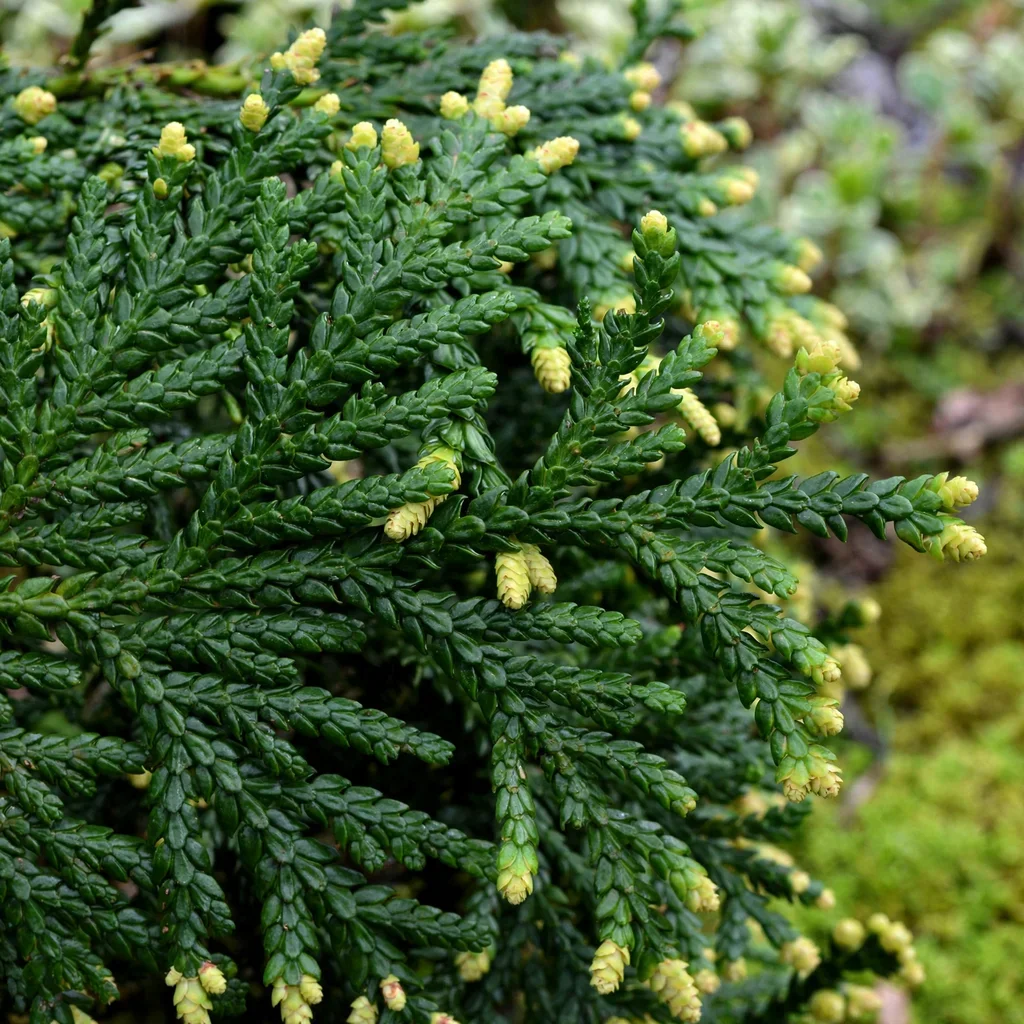 Hondai Hiba Arborvitae