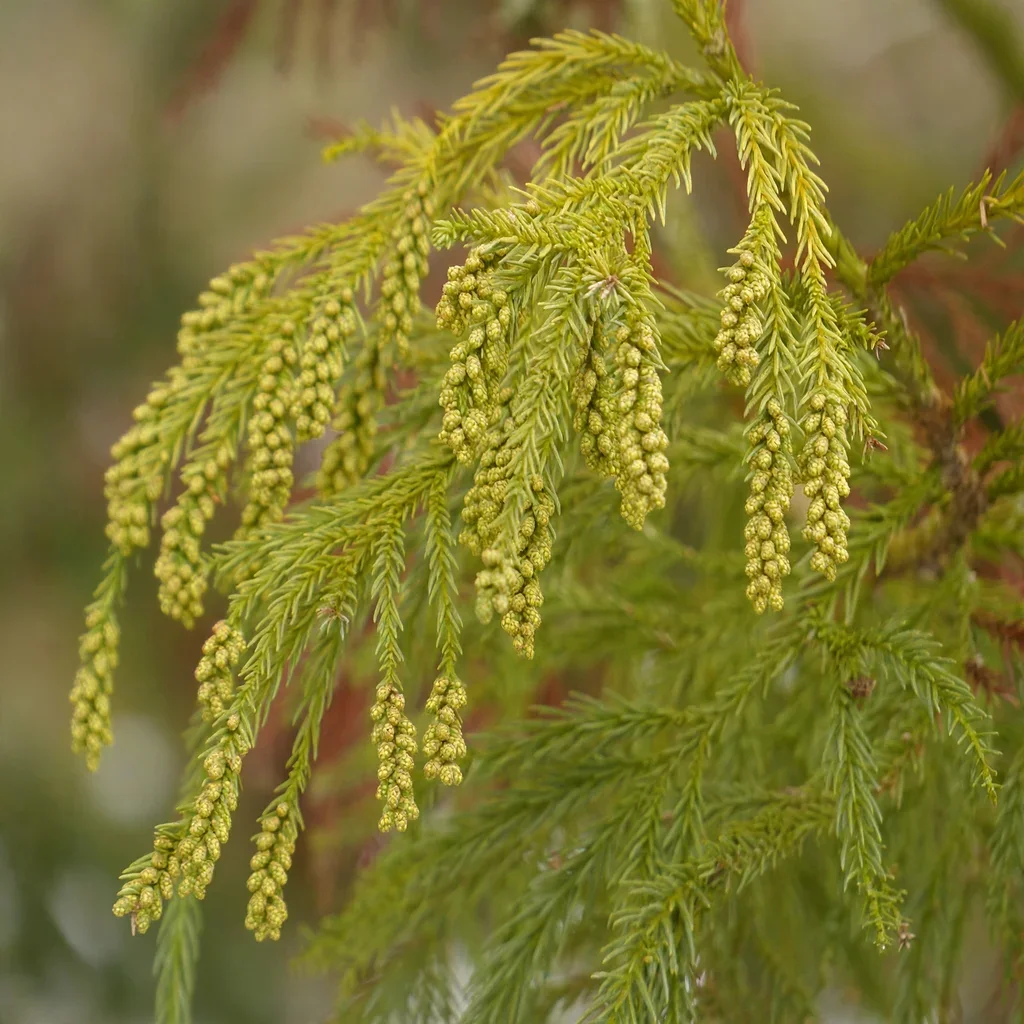 Golden Nootka Cypress