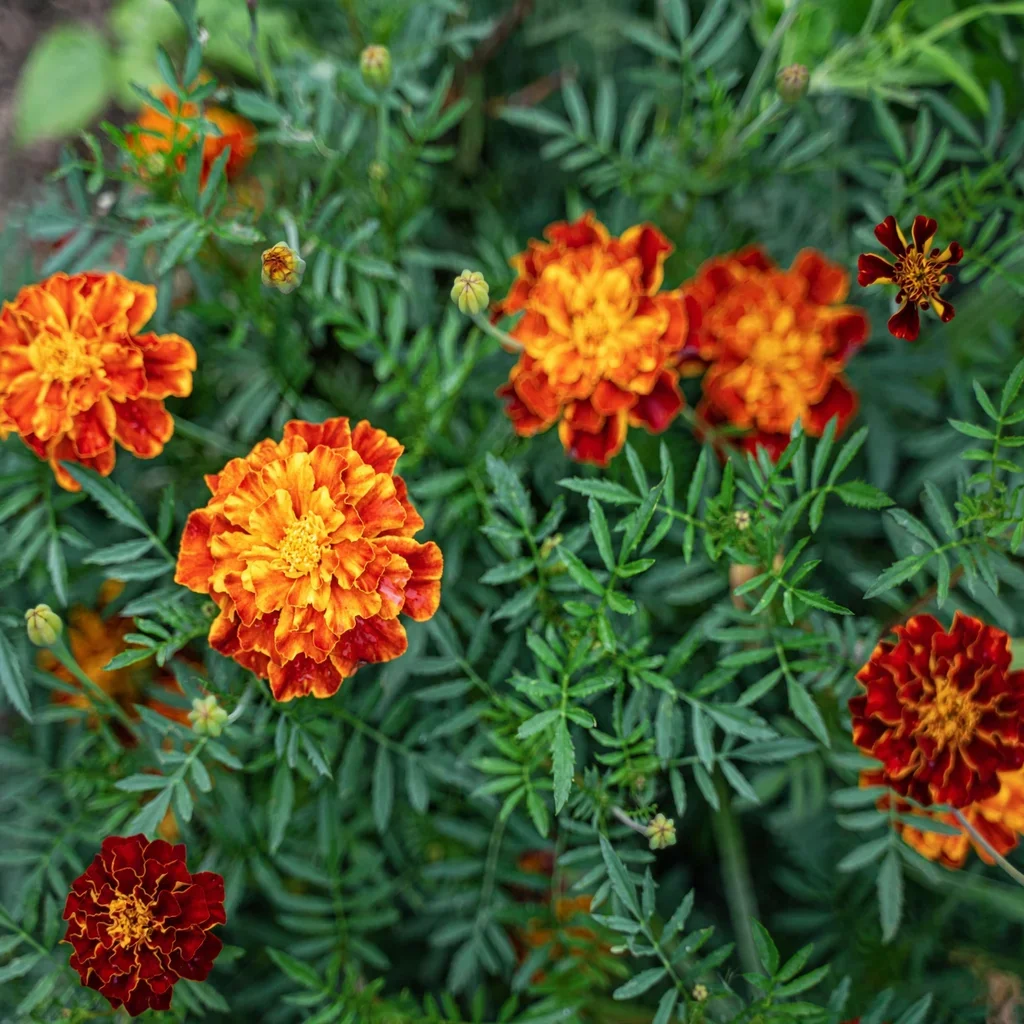 African Marigold 'Harlequin'