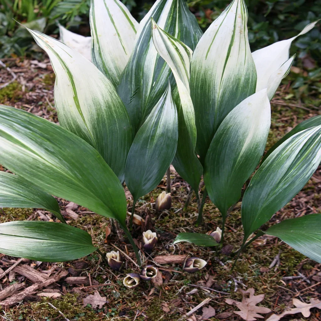 Cast Iron Plant 'Sekko Kan'