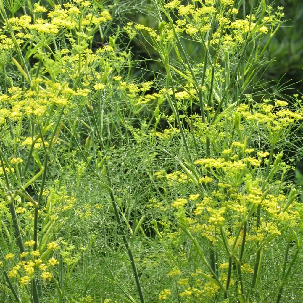 Arnold Fennel