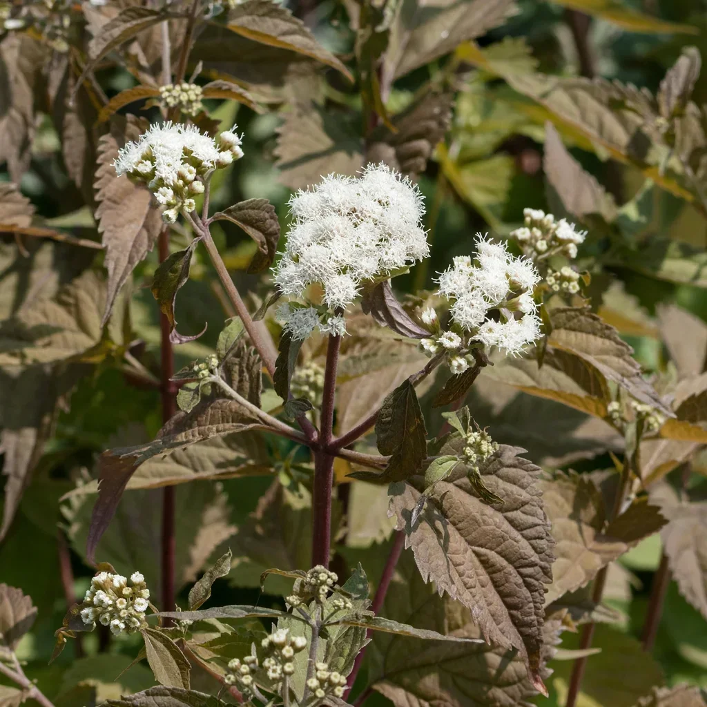 'Braunlaub' White Snakeroot