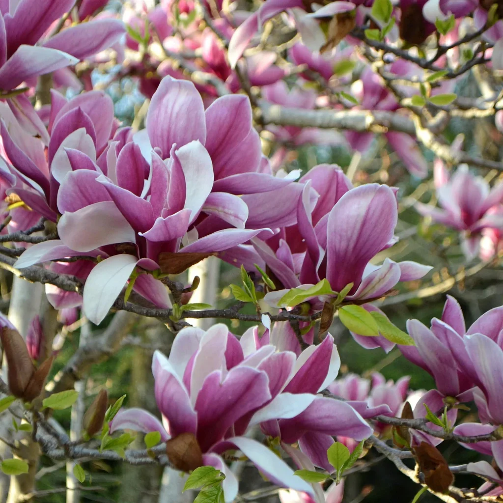 Coppertallica Saucer Magnolia