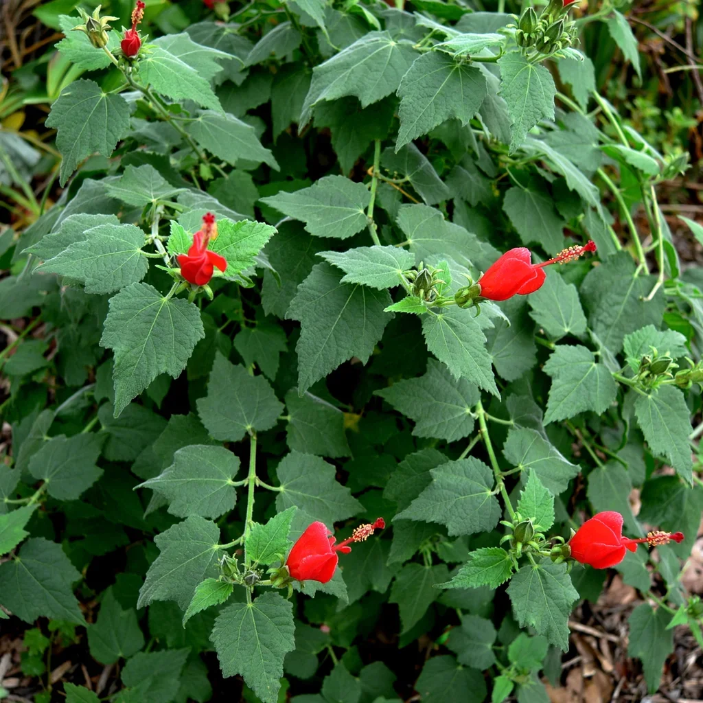 Turk's Cap