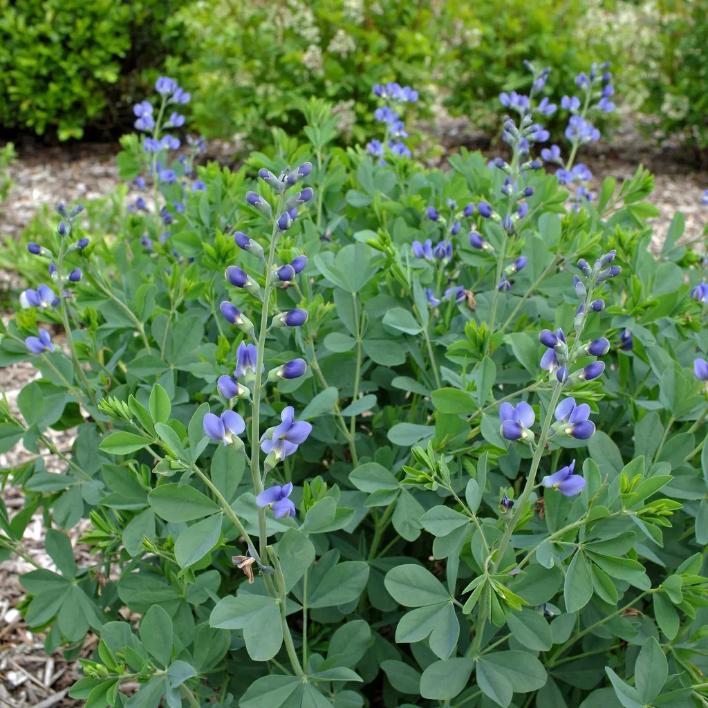 Dwarf Blue Indigo
