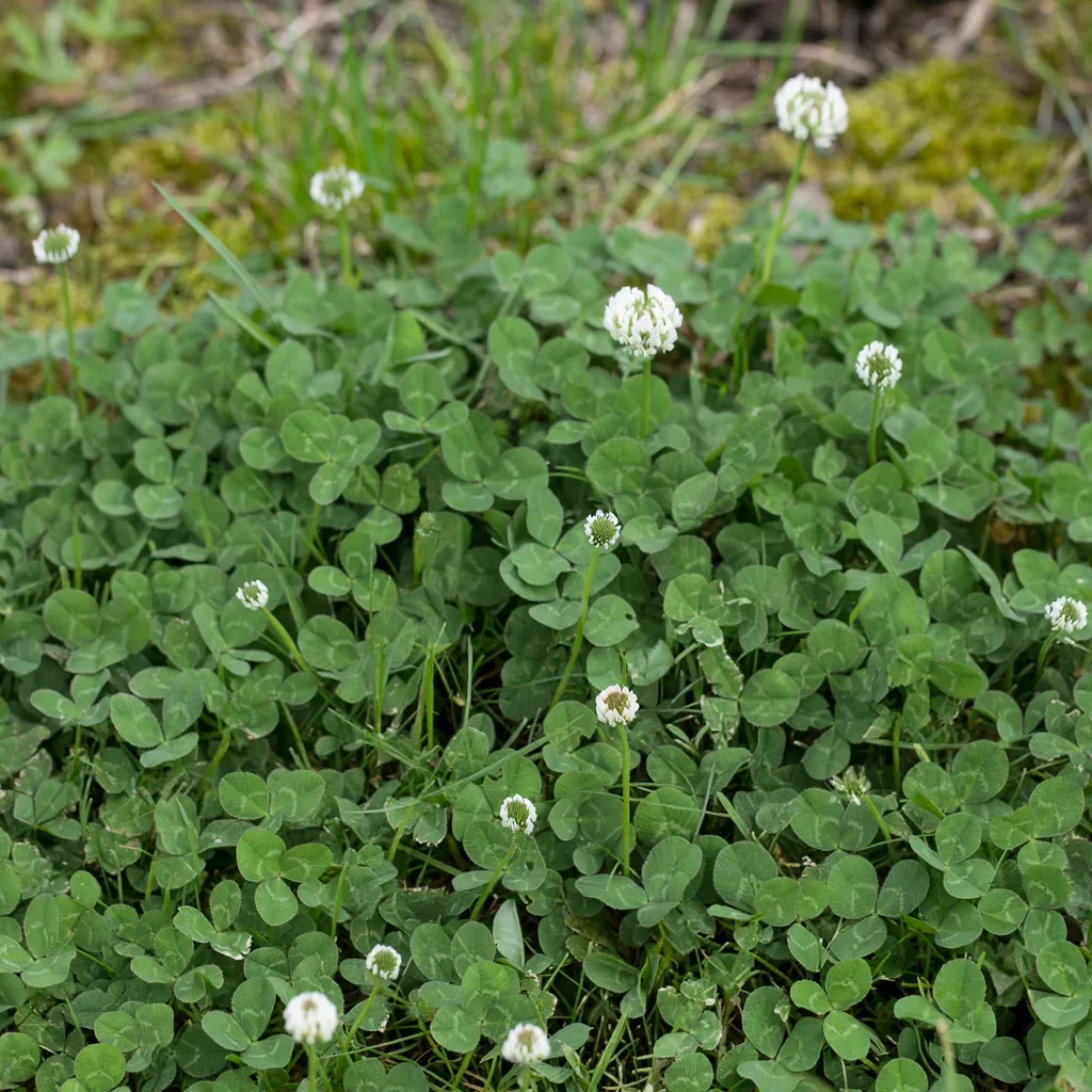 Wheatfen White Clover